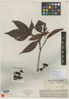 Isotype of Matayba inelegans Spruce ex Radlk. [family SAPINDACEAE]