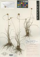 Isotype of Cyperus brumadoi D. A. Simpson [family CYPERACEAE]