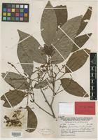 Isotype of Arytera pseudofoveolata H. Turner [family SAPINDACEAE]