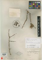 Isotype of Schinus marchandii F. A. Barkley [family ANACARDIACEAE]