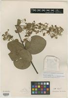 Lectotype of Banisteria latifolia var. paraguariensis Nied. [family MALPIGHIACEAE]