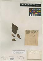 Isotype of Banisteriopsis inebrians C. V. Morton [family MALPIGHIACEAE]