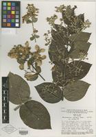 Isotype of Banisteriopsis variabilis B. Gates [family MALPIGHIACEAE]