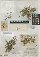 Holotype of Gossypianthus brittonii Standl. [family AMARANTHACEAE]