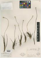 Isotype of Eriocaulon neo-caledonicum Schltr. [family ERIOCAULACEAE]