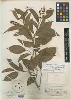 Isotype of Homalium leiogynum S. F. Blake [family FLACOURTIACEAE]