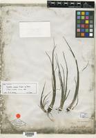 Isotype of Isoetes cubana Engelm. [family ISOETACEAE]