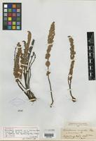 Holotype of Notholaena inaequalis var. tomentosa Kuntze [family PTERIDOPHYTE]