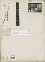 Type of Galium virgatum var. leiocarpum Torr. & A. Gray [family RUBIACEAE]