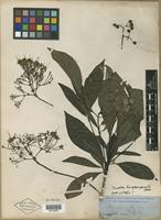Isotype of Pavetta hongkongensis Bremek. [family RUBIACEAE]