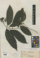 Isotype of Pavetta atra Merr. [family RUBIACEAE]