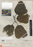Isotype of Neonauclea vitiensis Gillespie [family RUBIACEAE]