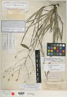 Holotype of Chrysopsis microcephala Small [family ASTERACEAE]