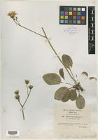 Type of Hieracium anglicum var. calcaratum E. F. Linton [family ASTERACEAE]