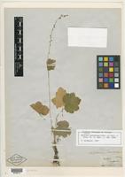 Type of Mitella caulescens Nutt. ex Torr. & A. Gray [family SAXIFRAGACEAE]