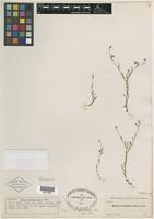 Isotype of Madia yosemitana Parry ex A. Gray [family ASTERACEAE]