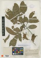 Isotype of Ziziphus melastomoides Pittier [family RHAMNACEAE]