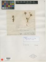 Isotype of Senecio fremontii Torr. & A. Gray [family ASTERACEAE]