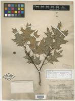 Syntype of Quercus coccinea var. microcarpa Torr. [family FAGACEAE]