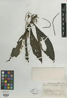 Type of Peperomia uncatispica Trel. [family PIPERACEAE]