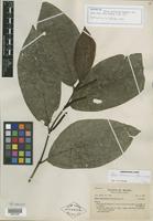 Isotype of Piper vicosanum Yunck. [family PIPERACEAE]