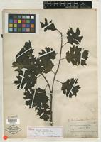 Syntype of Quercus tinctoria var. californica Torr. [family FAGACEAE]