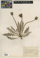 Type of Taraxacum densilobum Dahlst. [family ASTERACEAE]