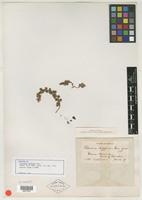 Isotype of Villadia diffusa Rose [family CRASSULACEAE]
