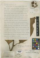 Holotype of Pentaphragma bartlettii Merr. [family PENTAPHRAGMATACEAE]