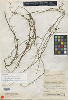 Holotype of Oxygonum delagoense Kuntze [family POLYGONACEAE]