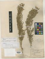 Isotype of Dondia mexicana Standl. [family CHENOPODIACEAE]