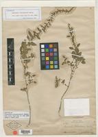 Isotype of Amaranthus chihuahuensis S. Watson [family AMARANTHACEAE]