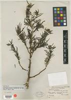 Isotype of Amaranthus brownii Christoph. & Caum [family AMARANTHACEAE]