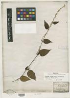 Isotype of Chamissoa maximiliani Mart. ex Moq. [family AMARANTHACEAE]