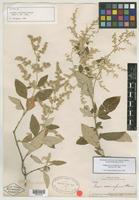 Isotype of Iresine orientalis G. L. Nesom [family AMARANTHACEAE]