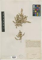 Isotype of Glaux acutifolia A. Heller [family PRIMULACEAE]
