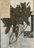 Isotype of Cordia lomatoloba I. M. Johnst. [family BORAGINACEAE]