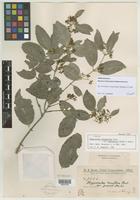 Type of Hippocratea grisebachii var. parvifolia Chodat & Hassl. [family HIPPOCRATEACEAE]