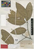Type of Aphania boerlagei Valeton [family SAPINDACEAE]
