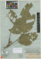 Type of Cupania purgans Poepp. & Endl. [family SAPINDACEAE]