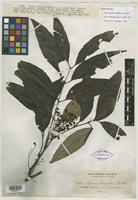 Syntype of Guioa discolor Radlk. [family SAPINDACEAE]