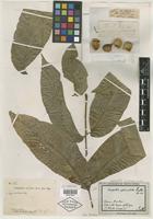 Type of Harpullia sphaeroloba Radlk. [family SAPINDACEAE]