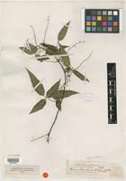 Isotype of Lophostigma plumosum Radlk. [family SAPINDACEAE]