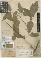 Isotype of Paullinia boliviana f. glabrescens Radlk. [family SAPINDACEAE]