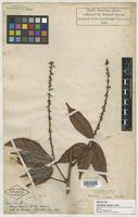 Isotype of Paullinia firma Radlk. [family SAPINDACEAE]