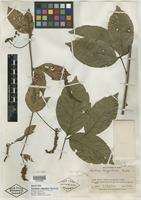 Isotype of Paullinia simulans J. F. Macbr. [family SAPINDACEAE]