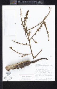 Isotype of Talisia amaruayana Steyerm. [family SAPINDACEAE]