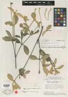 Isotype of Pfaffia townsendii Pedersen [family AMARANTHACEAE]