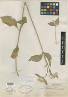 Isotype of Telanthera bangii Rusby [family AMARANTHACEAE]