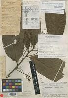 Holotype of Nectandra embirensis Coe-Teix. [family LAURACEAE]